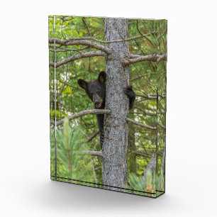 Bloc Photo Ourson grimpeur d'arbre