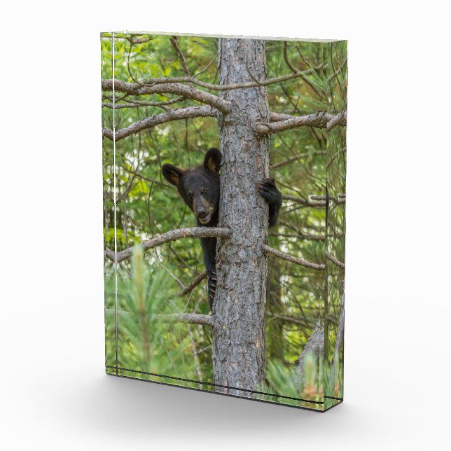 Bloc Photo Ourson grimpeur d'arbre (Droite)