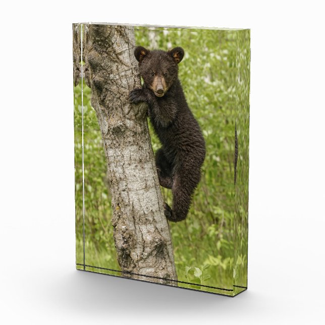 Bloc Photo Ourson noir dans un arbre (Droite)