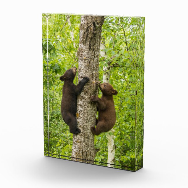 Bloc Photo Oursons de l'ours noir grimpant à l'arbre (Droite)