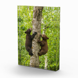 Bloc Photo Oursons ours noir grimpant à l'arbre