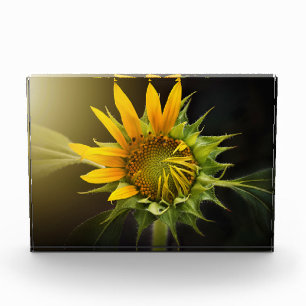 Bloc Photo Ouverture du tournesol en pleine floraison