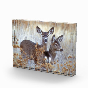 Bloc Photo Paire de cerfs mulet sauvages Californie