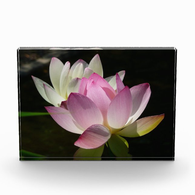 Bloc Photo Paire de fleurs de lotus II (Devant)