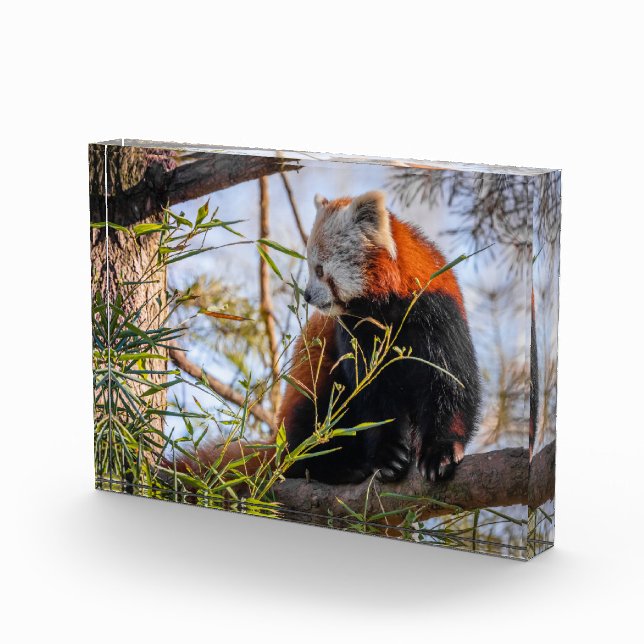 Bloc Photo Panda rouge (Droite)