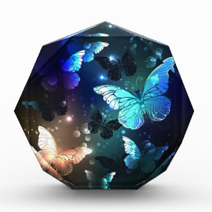 Bloc Photo Papillon de nuit