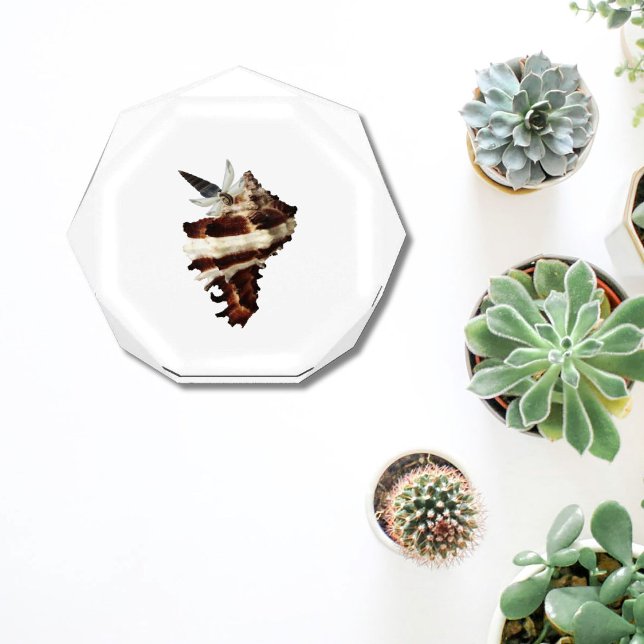 Bloc Photo Papillon de poids de papier de décoration de burea (Coastal room decor aesthetic desk decor paperweight)
