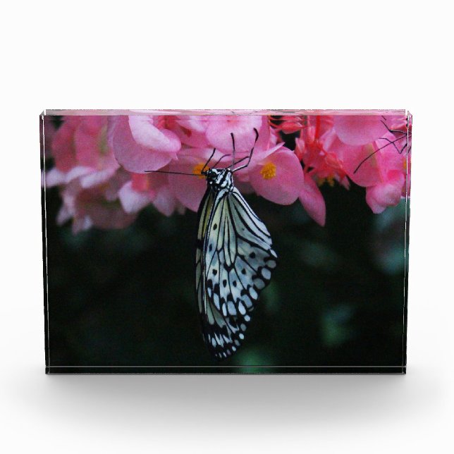 Bloc Photo Papillon suspendu aux fleurs (Devant)