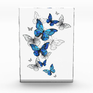 Bloc Photo Papillons volants bleus Morpho