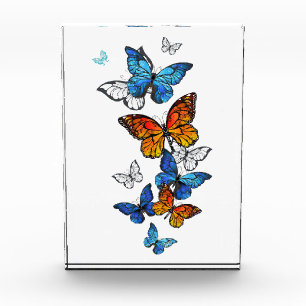 Bloc Photo Papillons volants Morpho et Monarch