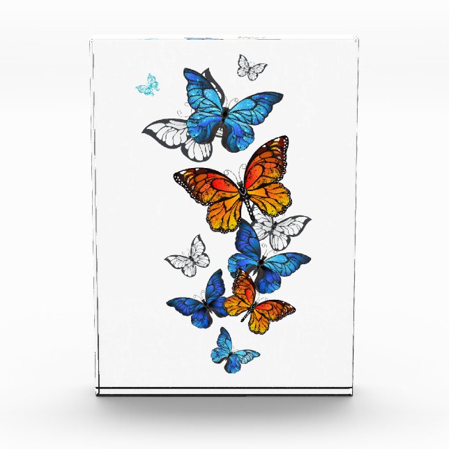 Bloc Photo Papillons volants Morpho et Monarch (Devant)