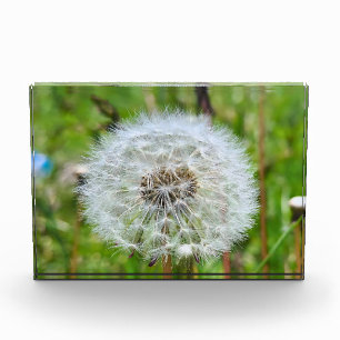 Bloc Photo Parfaite dent-de-lion – Photographie botanique mac
