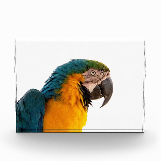 Bloc Photo Parrot  (Devant)