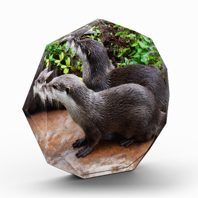 Bloc Photo **"Patience au bord de l'eau : deux petites loutre (Gauche)