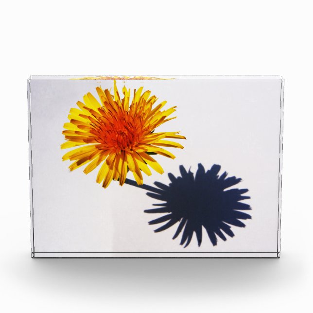 Bloc Photo Pba Dandelion et Ombre (Devant)