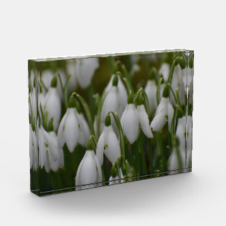 Bloc Photo Perce-neige
