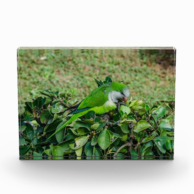 Bloc Photo Perroquet vert (Devant)