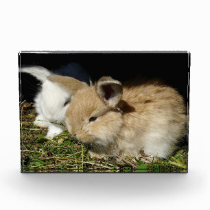 Bloc Photo Petit lapin moelleux