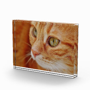 Bloc Photo Photo de closeup de chat