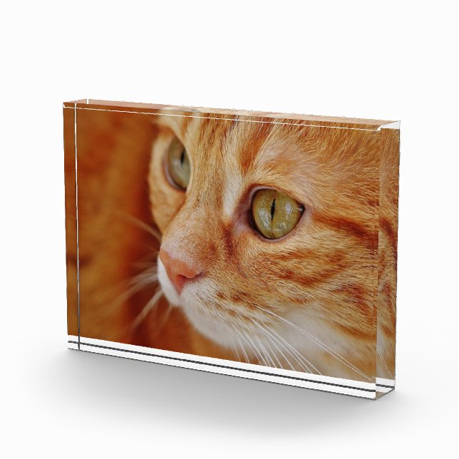 Bloc Photo Photo de closeup de chat (Droite)