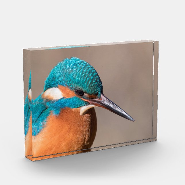 Bloc Photo Photo de la nature de Kingfisher (Gauche)