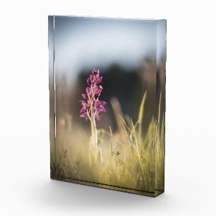 Bloc Photo Photo de la nature sauvage de l'orchidée