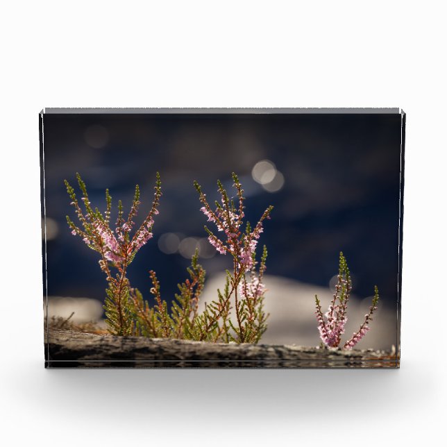 Bloc Photo Photo Heather Nature (Devant)