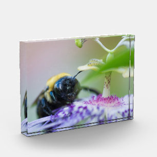 Bloc Photo Photo macro de Bumble Bee
