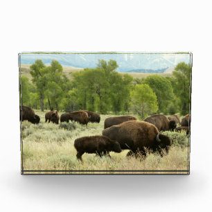 Bloc Photo Photographie d'animaux de nature de bison du Wyomi