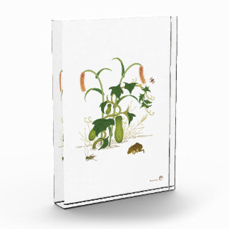 Bloc Photo Plantes et insectes _Concombre