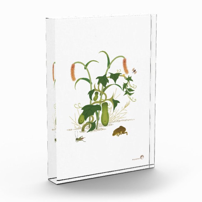 Bloc Photo Plantes et insectes _Concombre (Gauche)