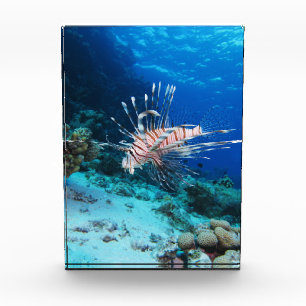 Bloc Photo Poisson lion ou Pterois Miles, Poisson de récif oc