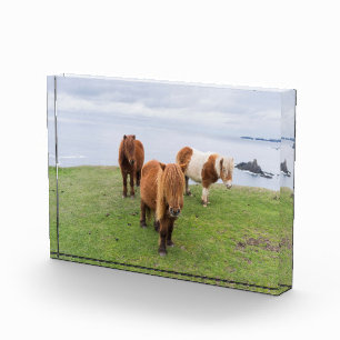 Bloc Photo Poney Shetland dans un pâturage près de hautes fal
