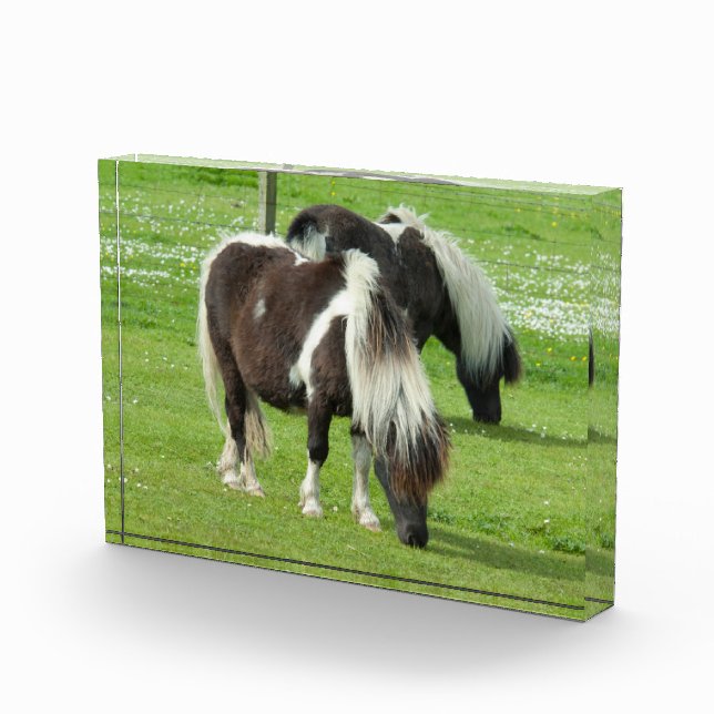 Bloc Photo Poneys de peinture Shetland pur-sang (Droite)