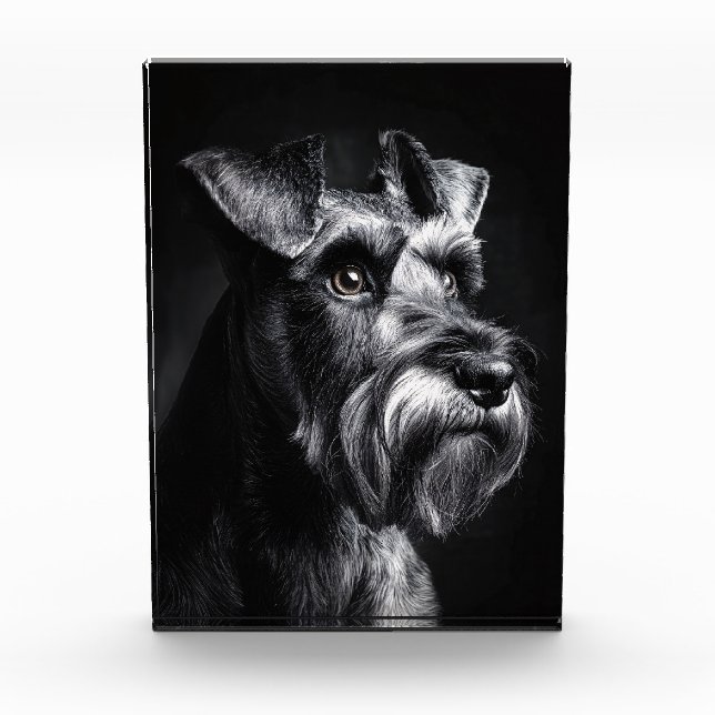Bloc Photo Portrait monochrome de Schnauzer (Devant)