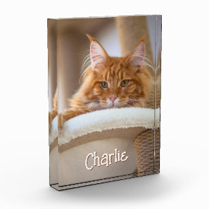 Bloc Photo Portrait vertical Cat Photo Cute Nom de la police