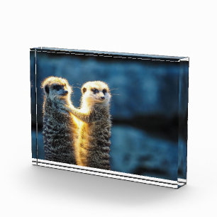 Bloc Photo Poster des suricates