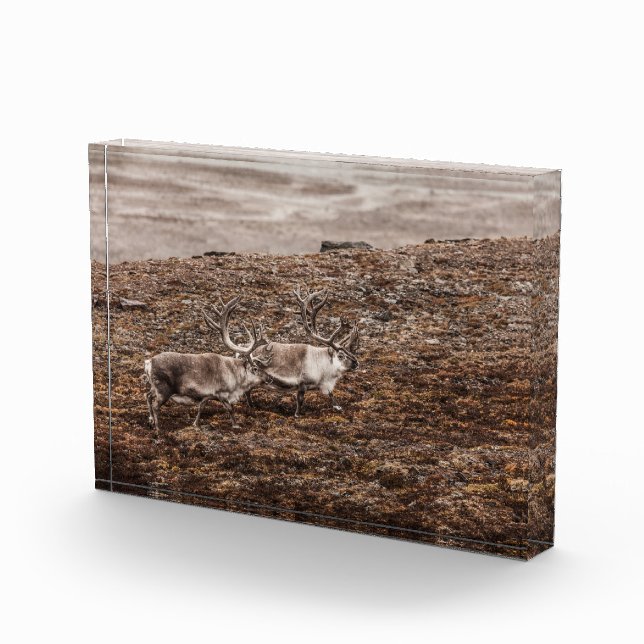 Bloc Photo Poster photo Reindeer Nature (Droite)