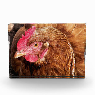 BLOC PHOTO POULET CUIT