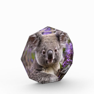 Bloc Photo Purple Jacaranda Koala Ours,