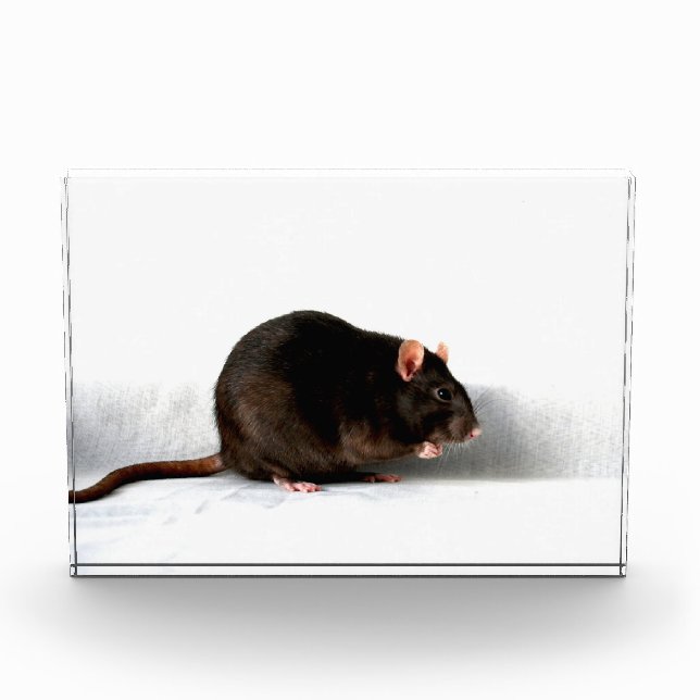 Bloc Photo Rat pbcna (Devant)