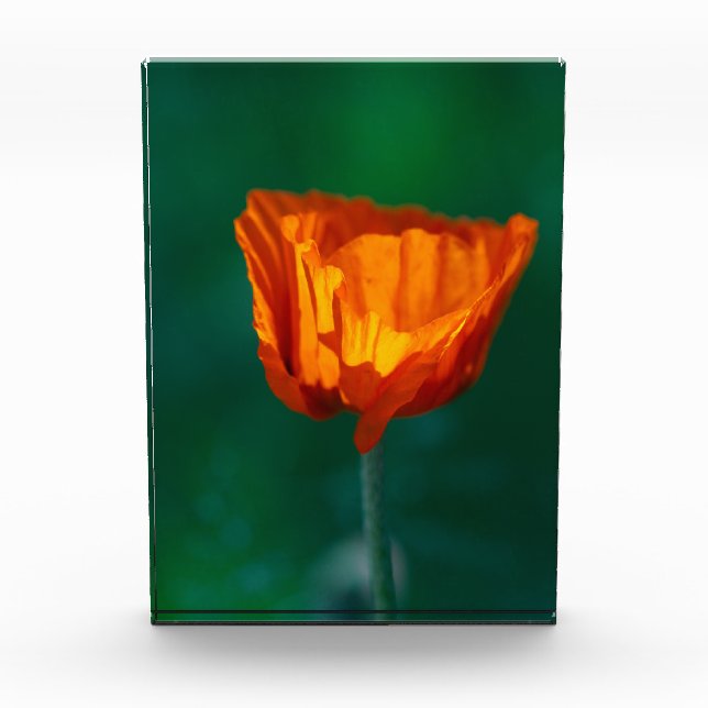 Bloc Photo Red Poppy Macro Photography Poster (Devant)