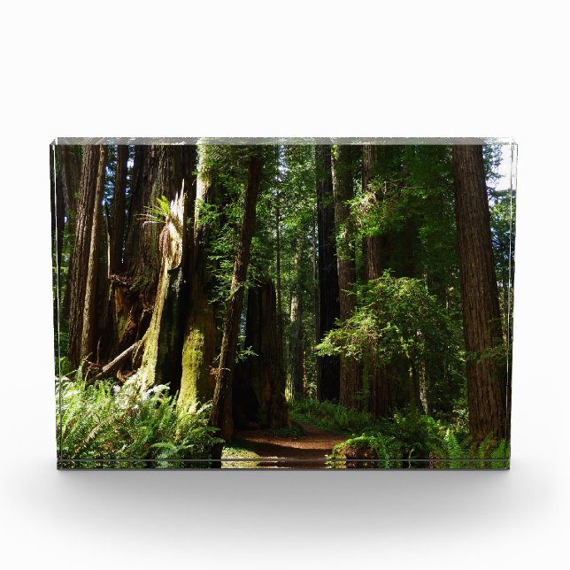 Bloc Photo Redwoods and Ferns at Redwood National Park (Devant)