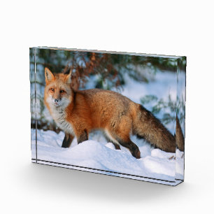 Bloc Photo Renard roux Neige en hiver, Montana