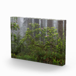 Bloc Photo Rhododendron dans le parc national de Redwood en C