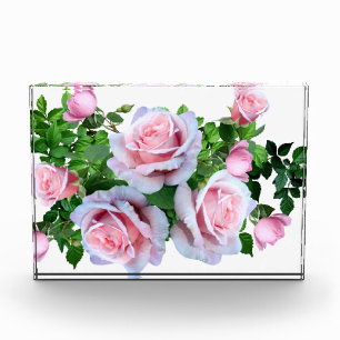 Bloc Photo Rose rose