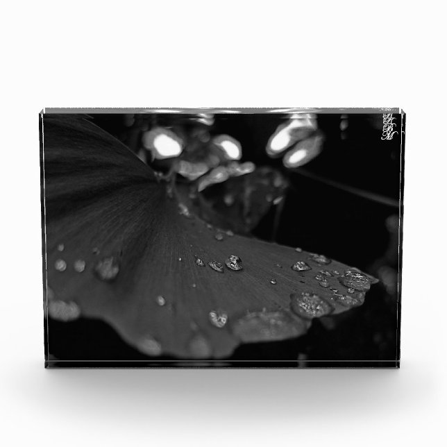 Bloc Photo Rosée noire et blanche sur feuille (Devant)