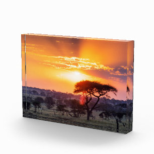 Bloc Photo Safari dans le parc national du Serengeti