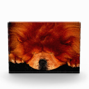 Bloc Photo Sleeping Chow Chow Chow pbcn