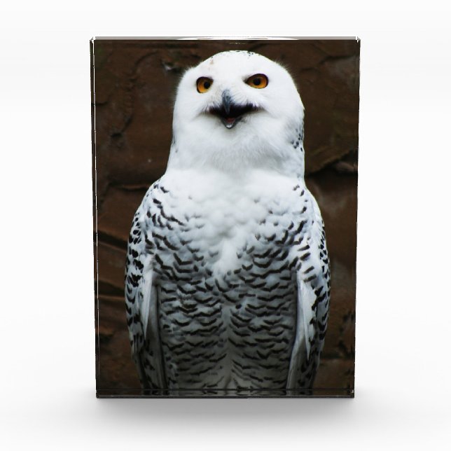 Bloc Photo Snowy Owl pbcnm (Devant)